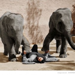 سیروس قهرمانی