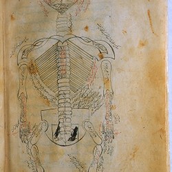 The Anatomy of the Human Body (1488), The skeleton - تشريح بدن انسان (۱۴۸۸ میلادی)، اسکلت