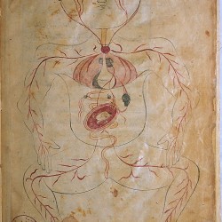 The Anatomy of the Human Body (1488), The figure of a pregnant woman - تشريح بدن انسان (۱۴۸۸ میلادی)، تصویر زن باردار