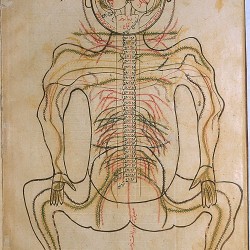 The Anatomy of the Human Body - تشريح بدن انسان
