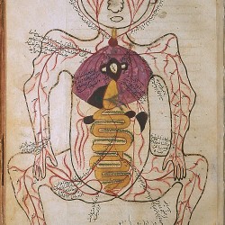 The Anatomy of the Human Body - تشريح بدن انسان