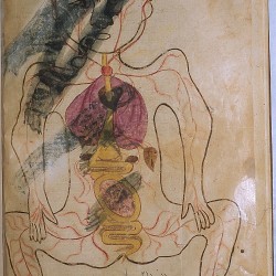 The Anatomy of the Human Body - تشريح بدن انسان