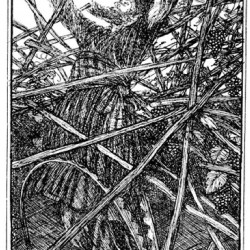 Edmund J Sullivan Illustrations to The Rubaiyat of Omar Khayyam (16)