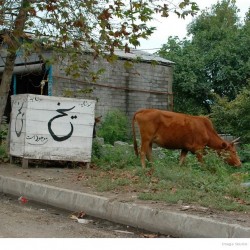 Ice Sellers in Iran-یخ فروشی در ایران