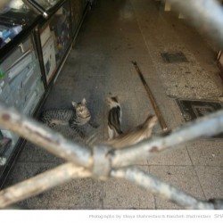 Lalezar avenue, Tehran - خیابان لاله زار (69)
