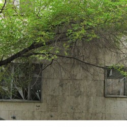 Walking in Tehran’s Amirabad - پرسه در امیرآباد (53)