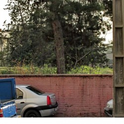 Walking in Tehran’s Amirabad - پرسه در امیرآباد (106)