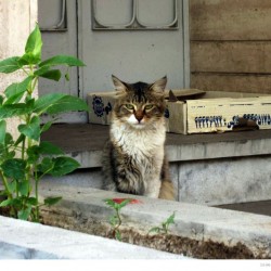 Poormeshkati Alley, Ghaemmaghami Alley