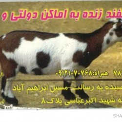 Iranian Business Card (5)