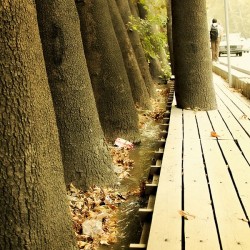 Sycamores of Valiasr Avenue (20)