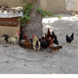 Old Mansion in Marvi Alley