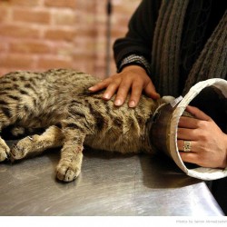 Animal Hospital in Tehran