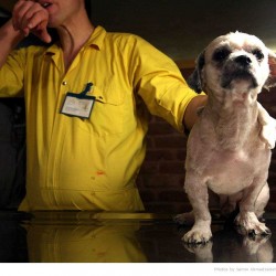 Animal Hospital in Tehran