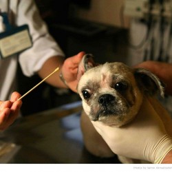 Animal Hospital in Tehran