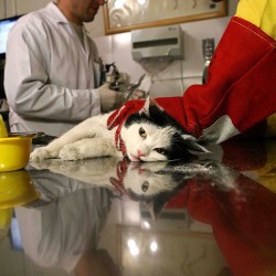 Animal Hospital in Tehran