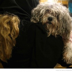 Animal Hospital in Tehran