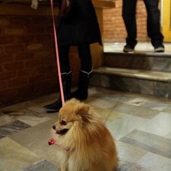 Animal Hospital in Tehran