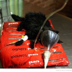 Animal Hospital in Tehran