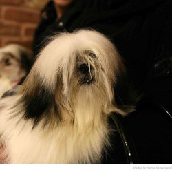 Animal Hospital in Tehran