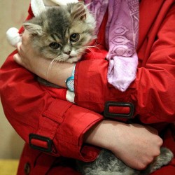 Animal Hospital in Tehran