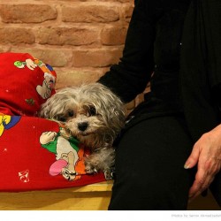 Animal Hospital in Tehran