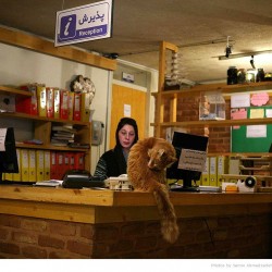 Animal Hospital in Tehran
