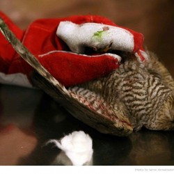 Animal Hospital in Tehran