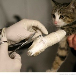 Animal Hospital in Tehran