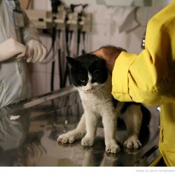 Animal Hospital in Tehran