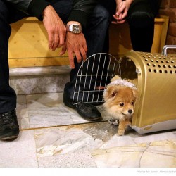 Animal Hospital in Tehran