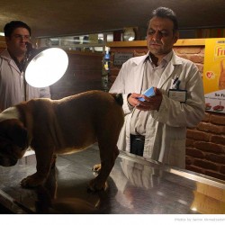 Animal Hospital in Tehran