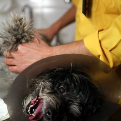 Animal Hospital in Tehran