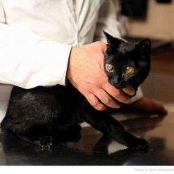 Animal Hospital in Tehran