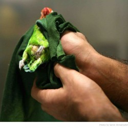 Animal Hospital in Tehran