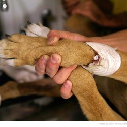 Animal Hospital in Tehran