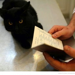 Animal Hospital in Tehran