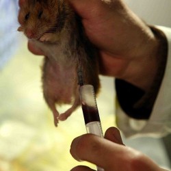 Animal Hospital in Tehran