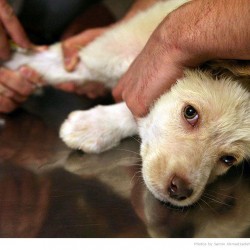 Animal Hospital in Tehran