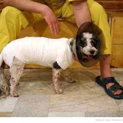 Animal Hospital in Tehran