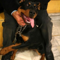 Animal Hospital in Tehran