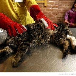 Animal Hospital in Tehran