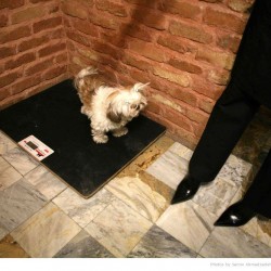 Animal Hospital in Tehran